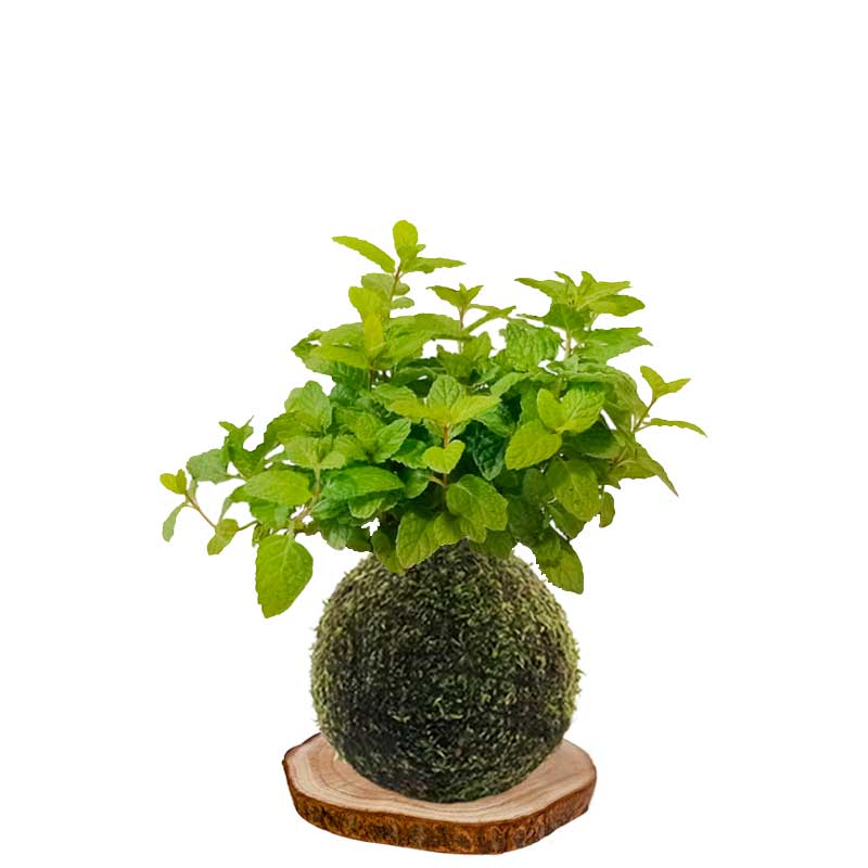Kokedama hierbabuena