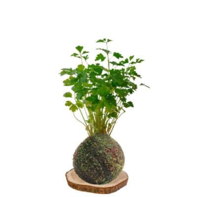 Kokedama perejil