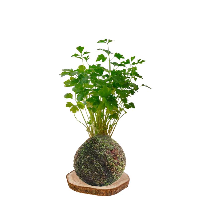 Kokedama perejil