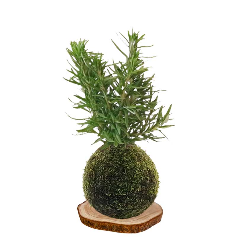 Kokedama romero