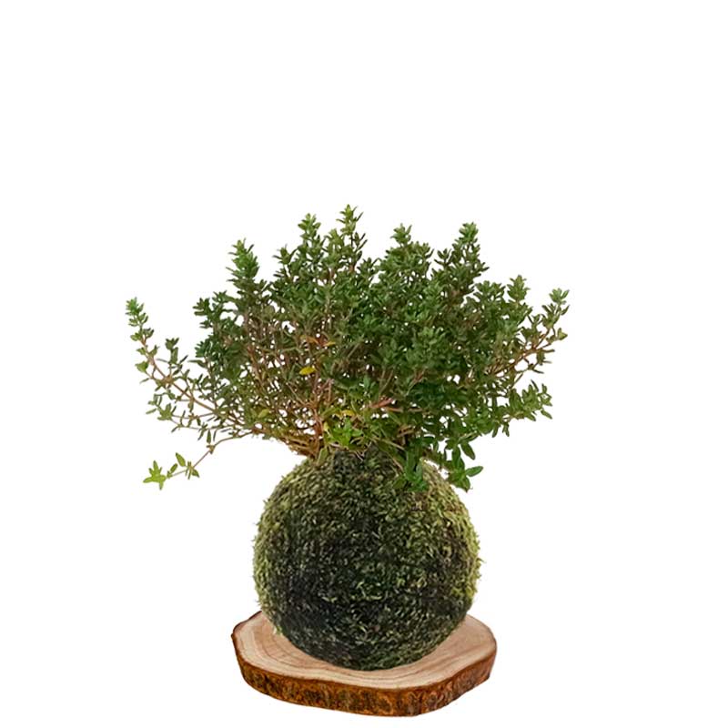 Kokedama tomillo