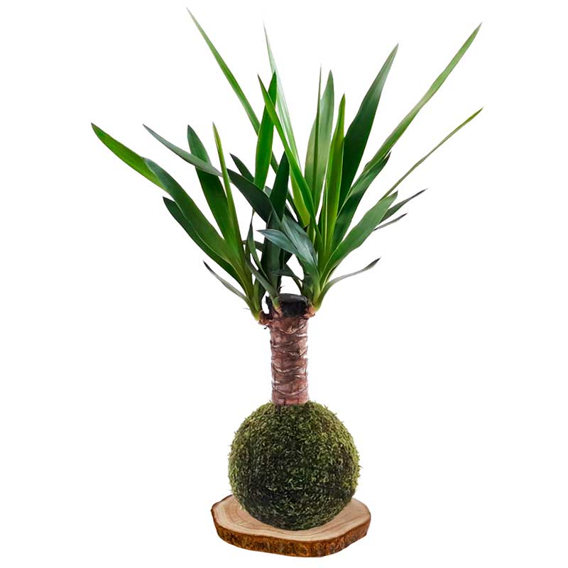 Kokedama-Yuka