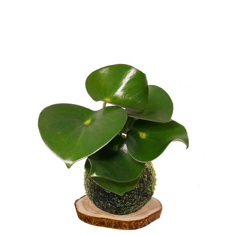 Kokedama-Hoja-de-cuchara