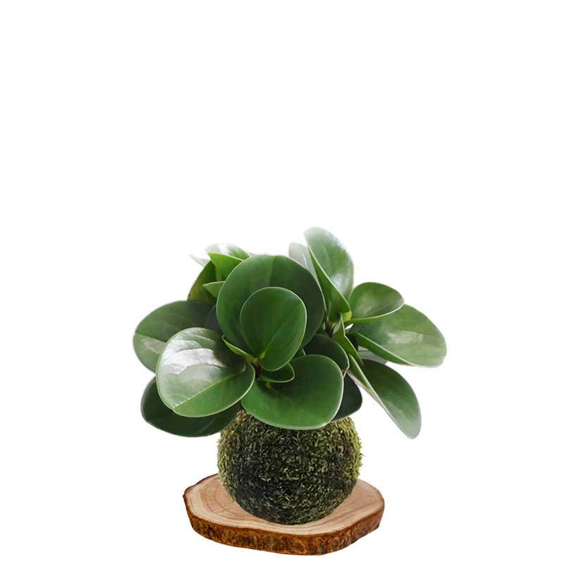 Peperomia-green