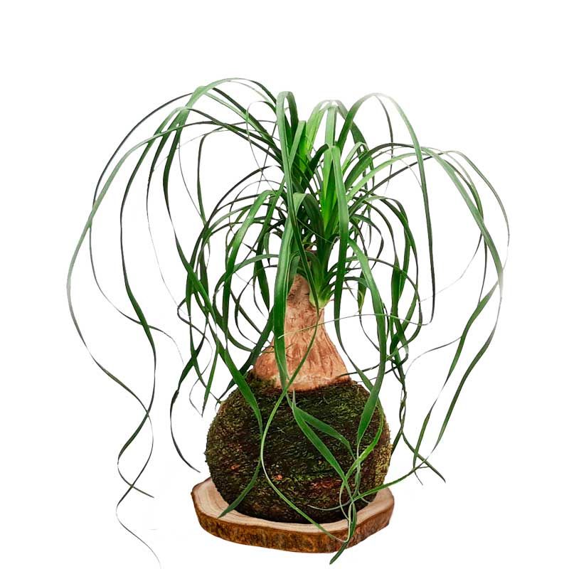 Kokedama Pata de elefante