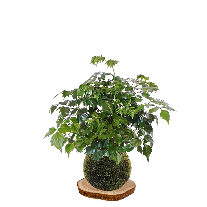 Kokedama Árbol de serpiente