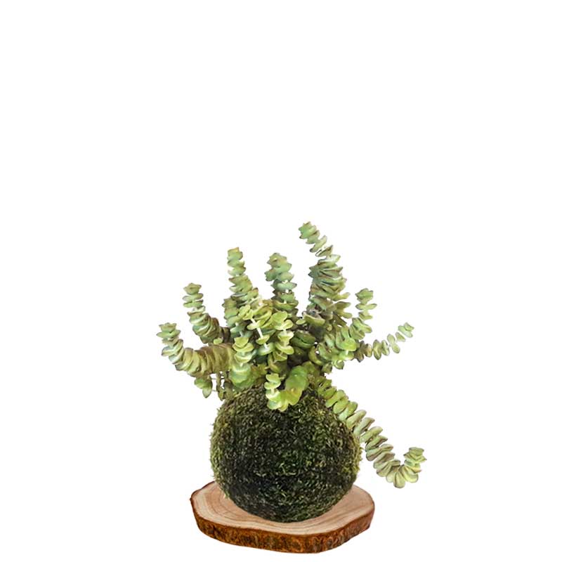 Kokedama-Collar-de-jade