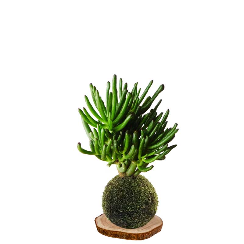 Kokedama-Crásula-ovata-gollum