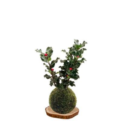 Kokedama-Acebo