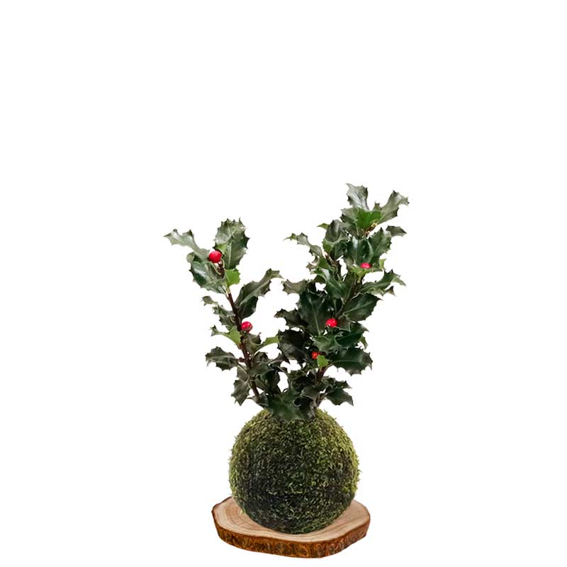 Kokedama-Acebo