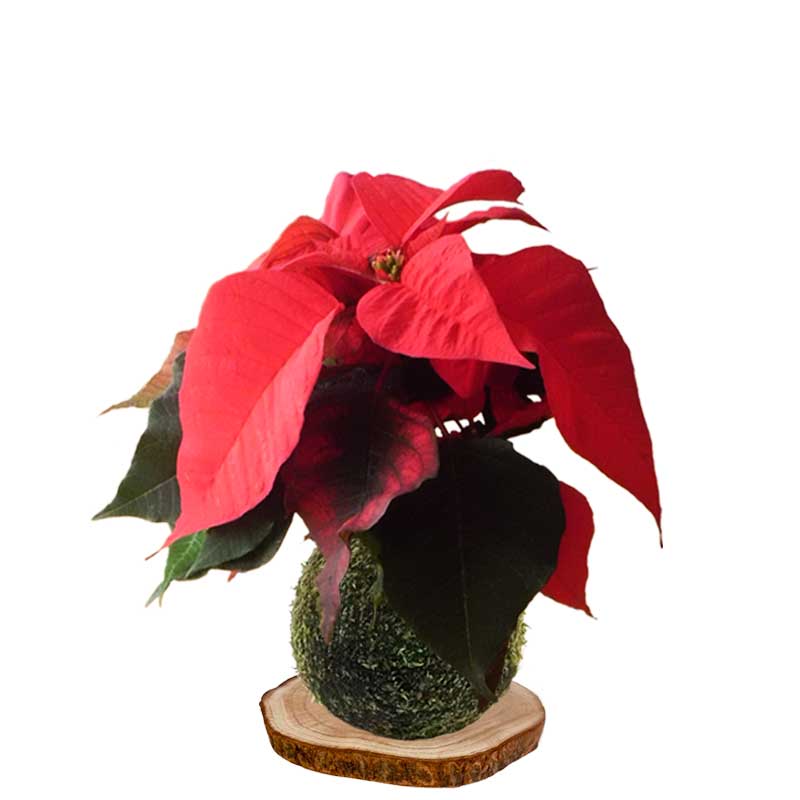 kokedama-flor-de-pascua