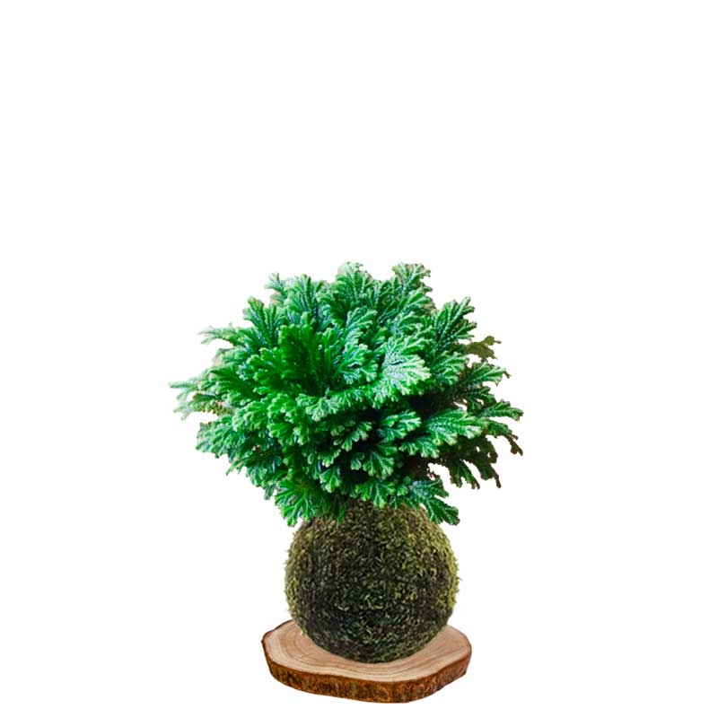 Kokedama Selaginela