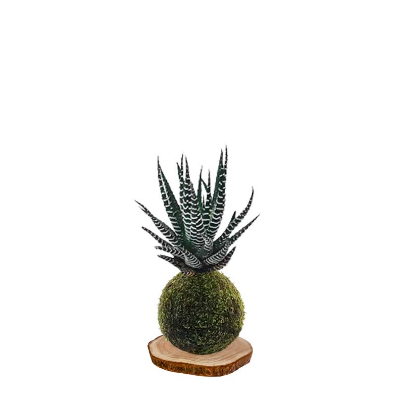 Kokedama Cebra