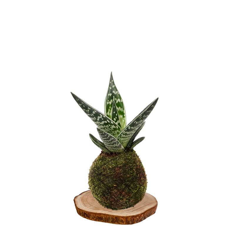 Kokedama-Aloe-tigre