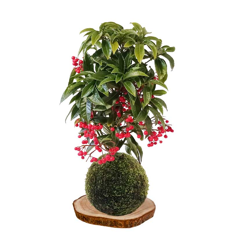 Kokedama-Ardisia