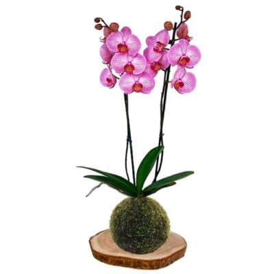kokedama orquídea-rayada