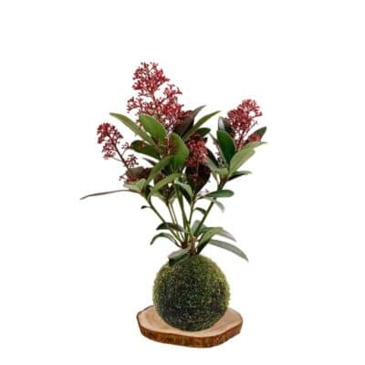 Kokedama Esquimia