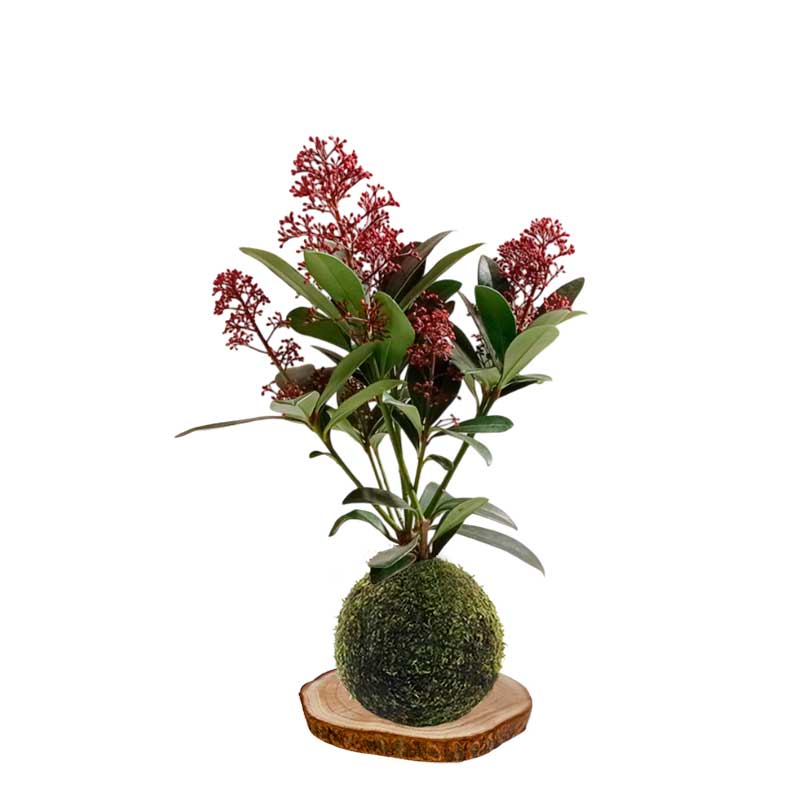 Kokedama Esquimia