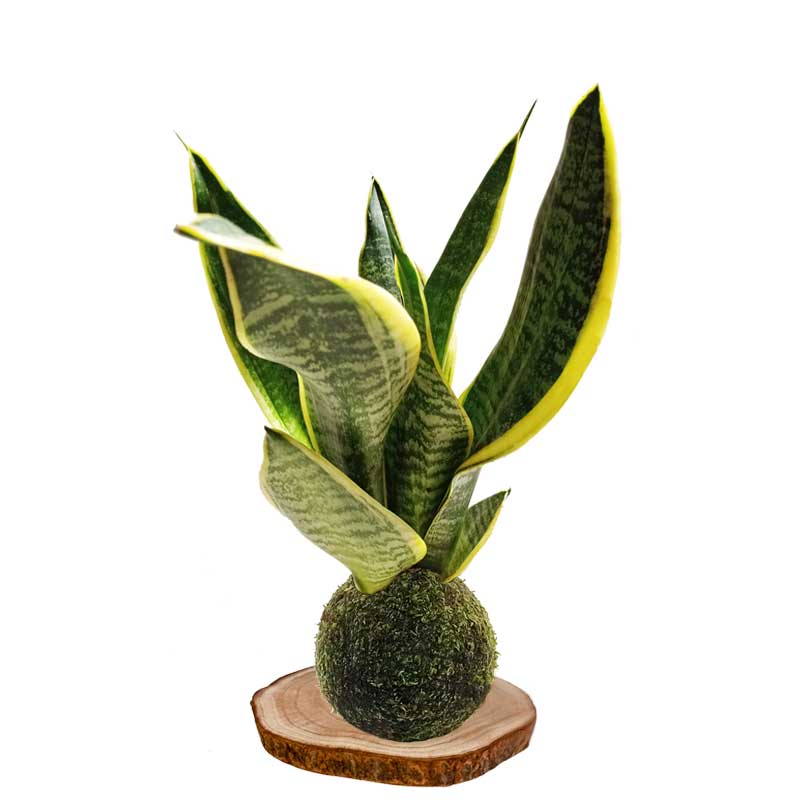 Kokedama-Lengua-de-suegra