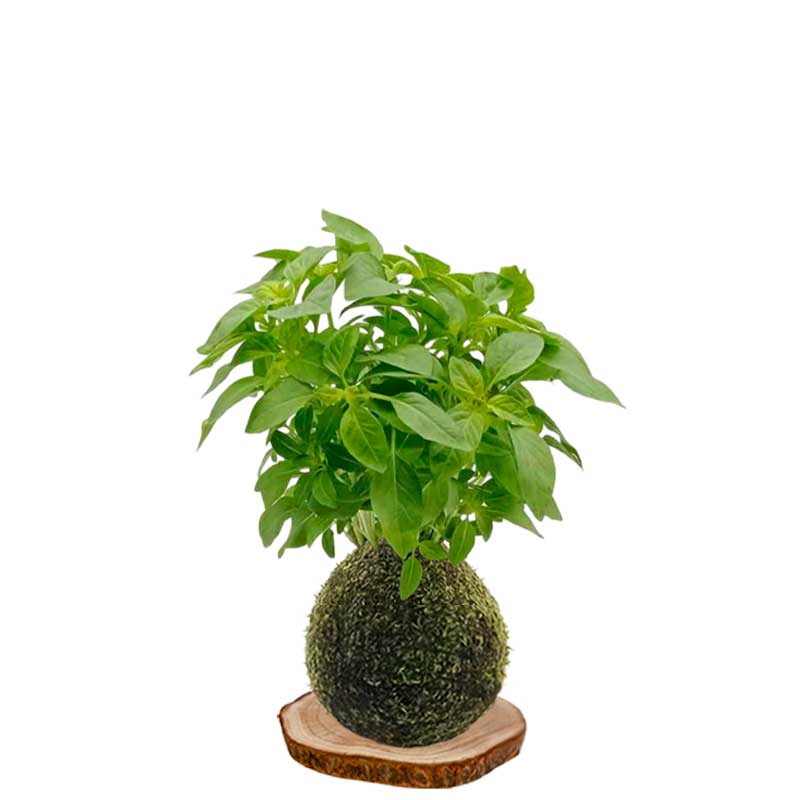 Kokedama albahaca