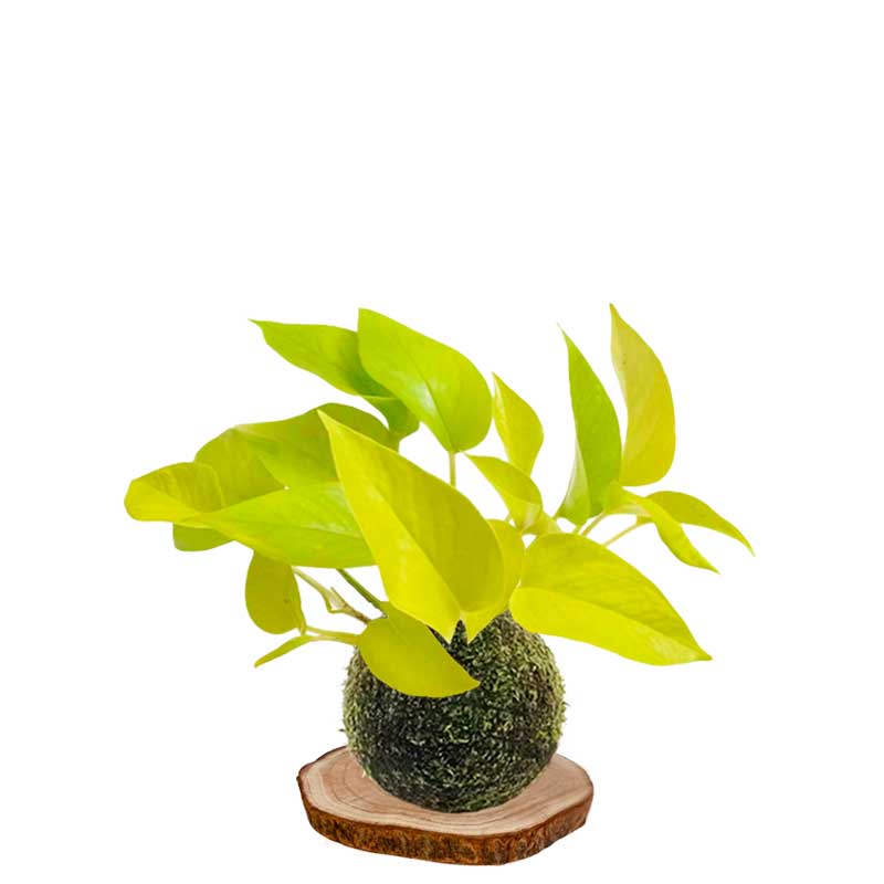 Kokedama Lemon