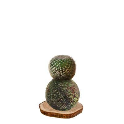 Kokedama-Cactus-mammiliaria