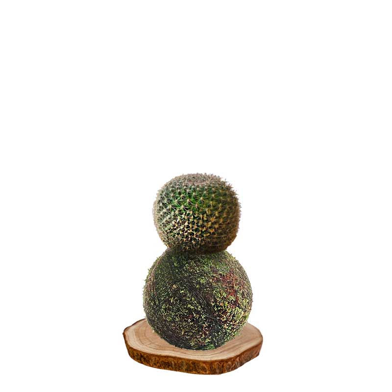Kokedama-Cactus-mammiliaria