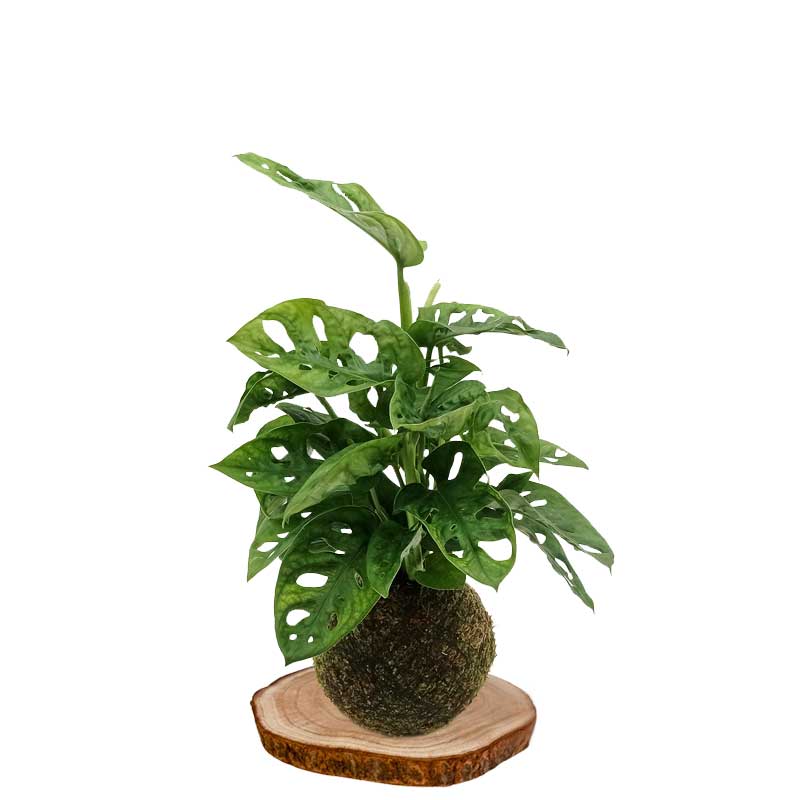 Kokedama monstera-adansonii