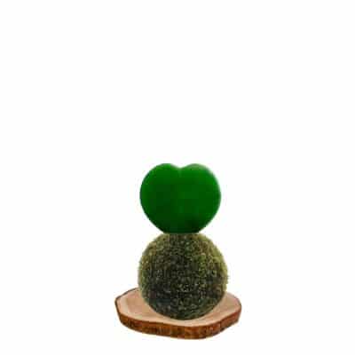 Kokedama Corazón