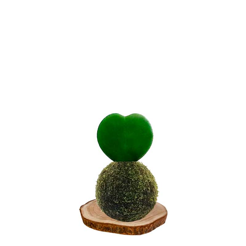 Kokedama Corazón