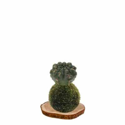 kokecactus-chin-enano