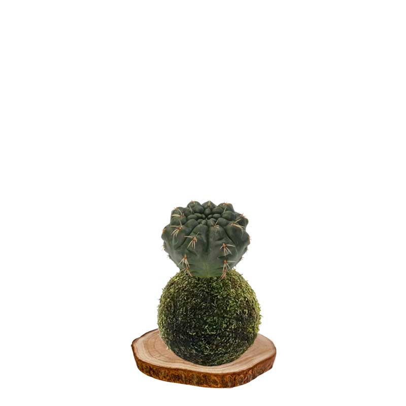 kokecactus-chin-enano