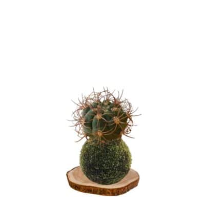 kokecactus-cuerno-de-cabra