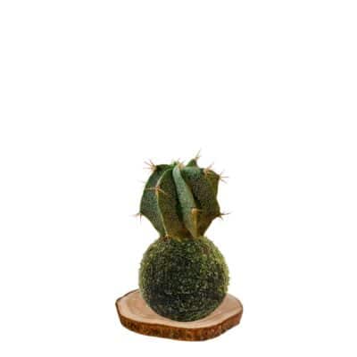 kokecactus-estrella