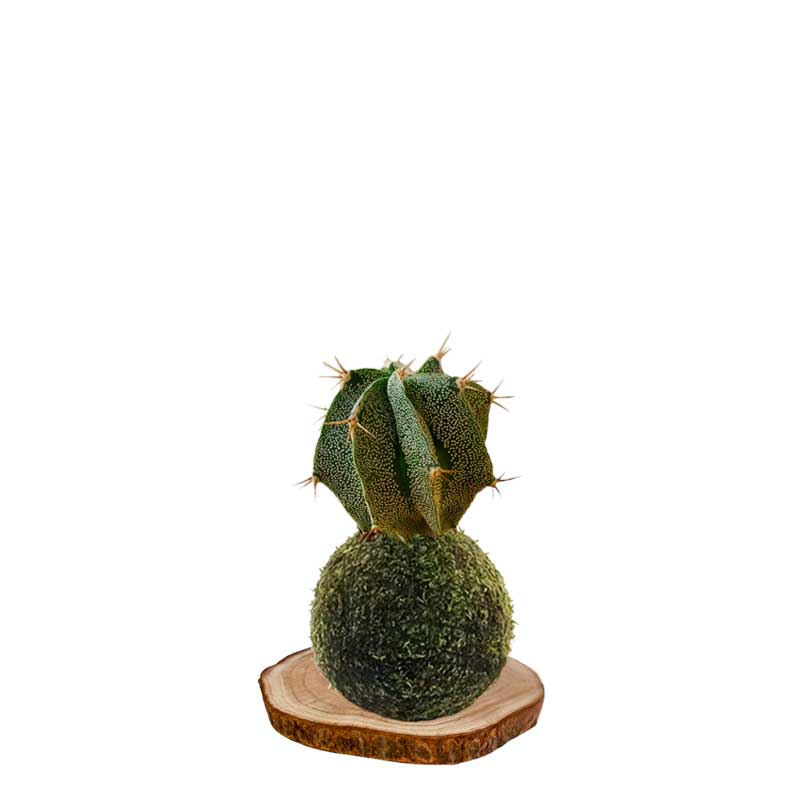kokecactus-estrella