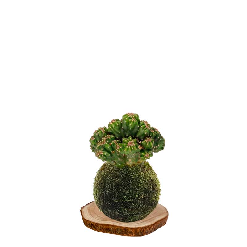 kokecactus-monstruoso