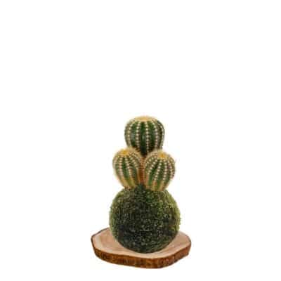 kokecactus-parodia