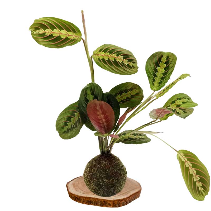 Kokedama maranta