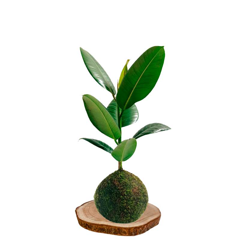 Kokedama ficus-elástica