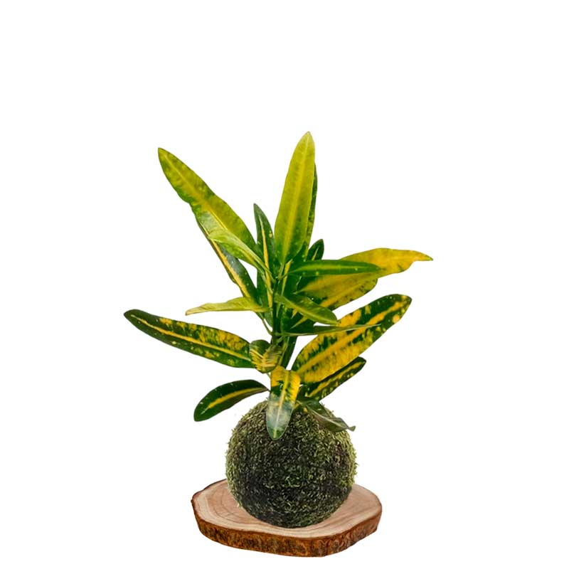 Kokedama Crotón-sunny