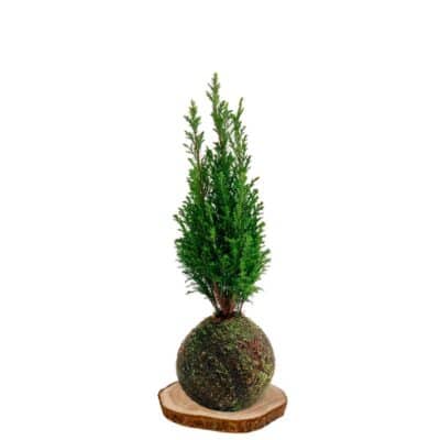 Kokedama-Ciprés