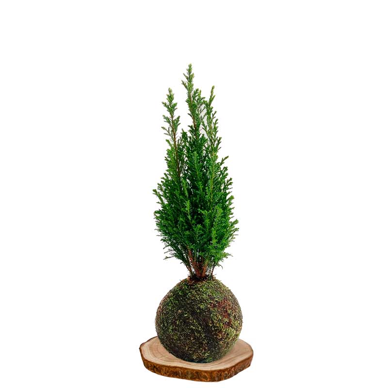 Kokedama-Ciprés