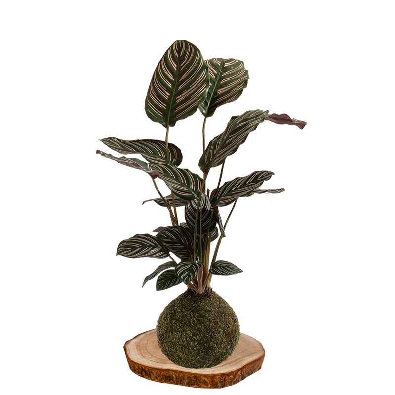 Kokedama Calathea-sanderiana