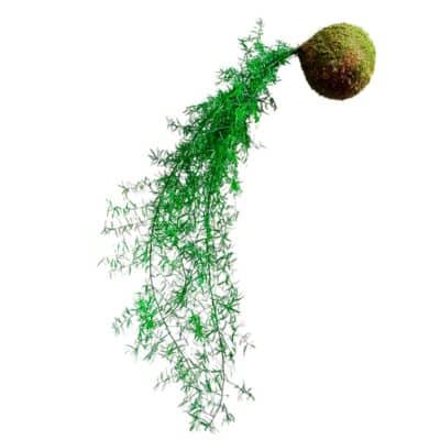 Kokedama Esparraguera