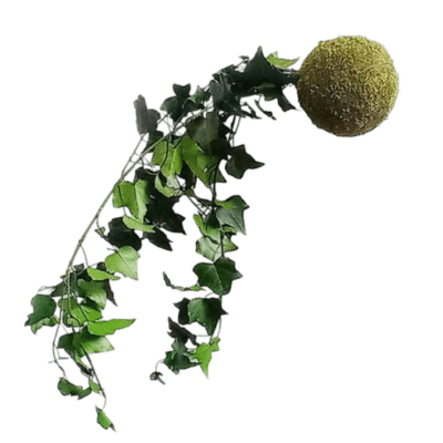 Kokedama hiedra preservada