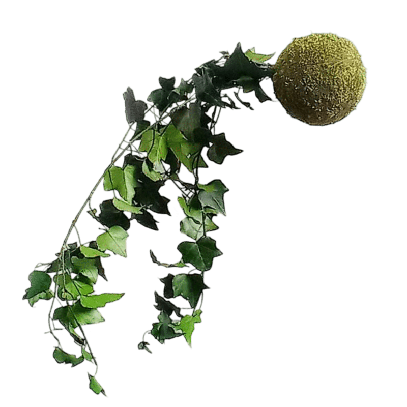 Kokedama hiedra preservada