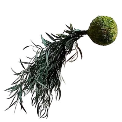 Kokedama Nicoli