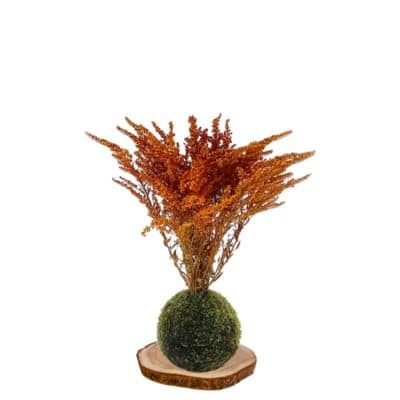 Kokedama Vara-de-oro