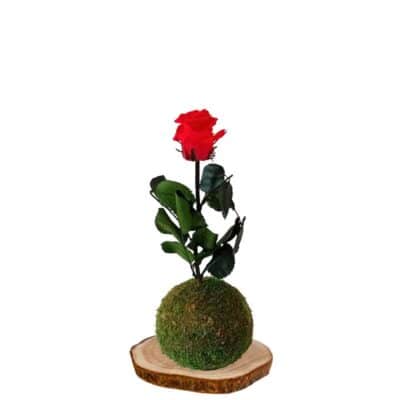 Kokedama-roja-preservada