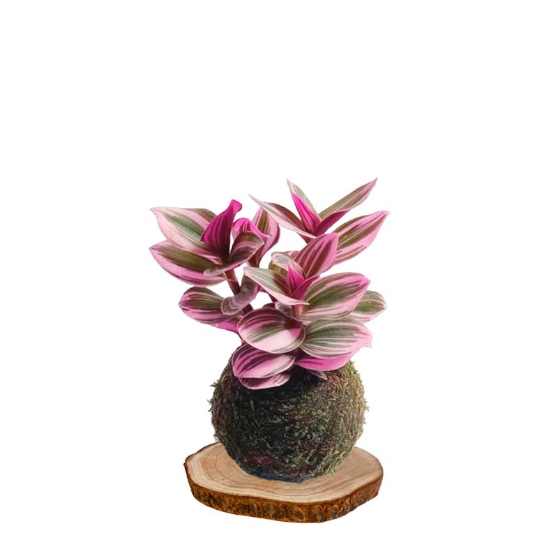 Kokedama Nanouk